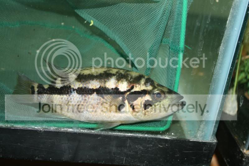The Sweet Spot Parachromis dovii spawn - The Cichlid 
